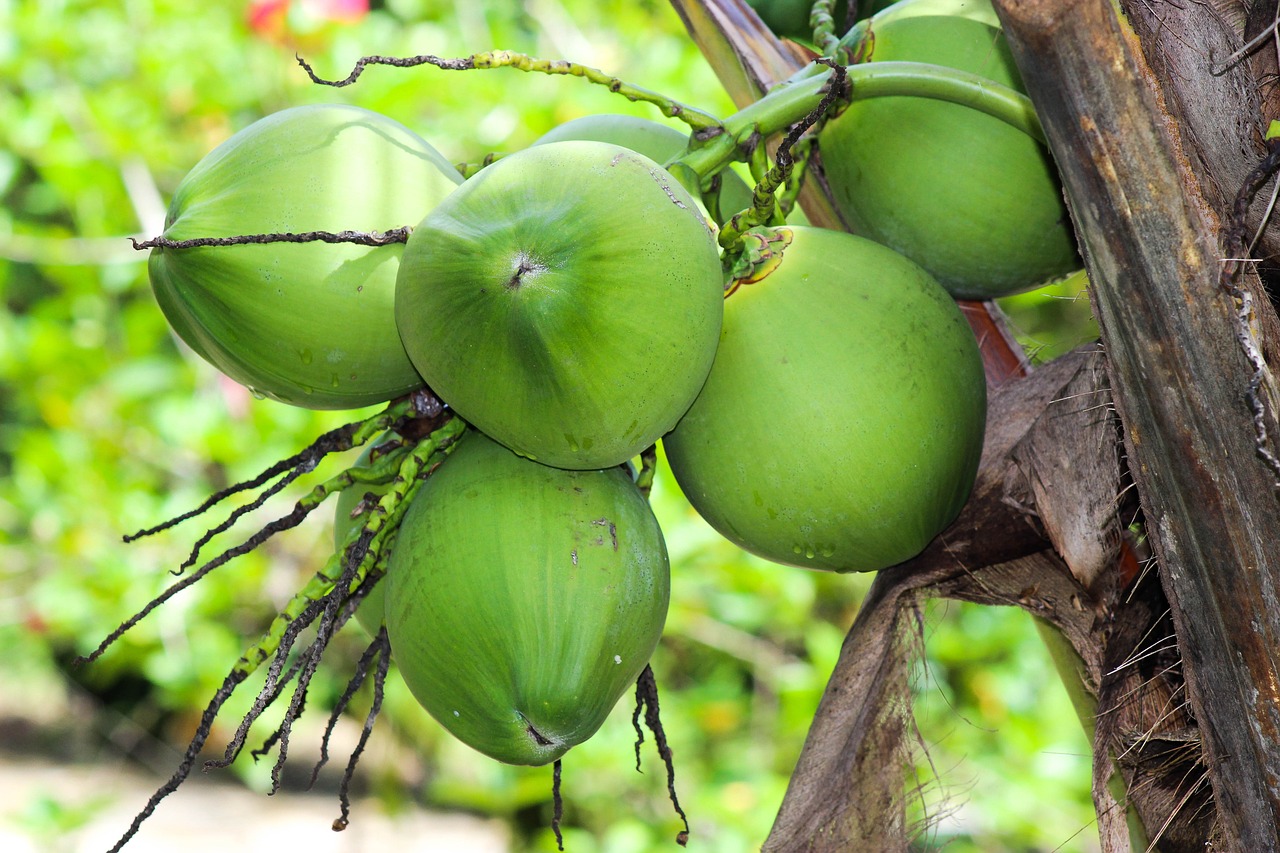 Wholesale Coconut Water